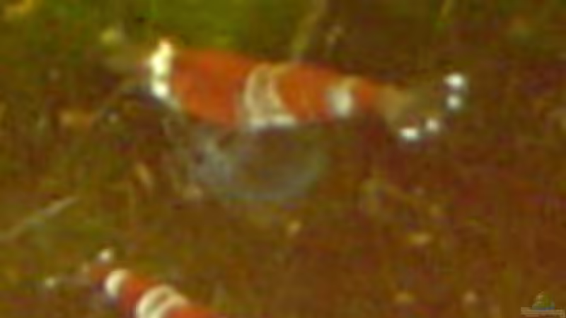 Besatz im Aquarium Becken 4558 von Franziska Pfeiffer (4)