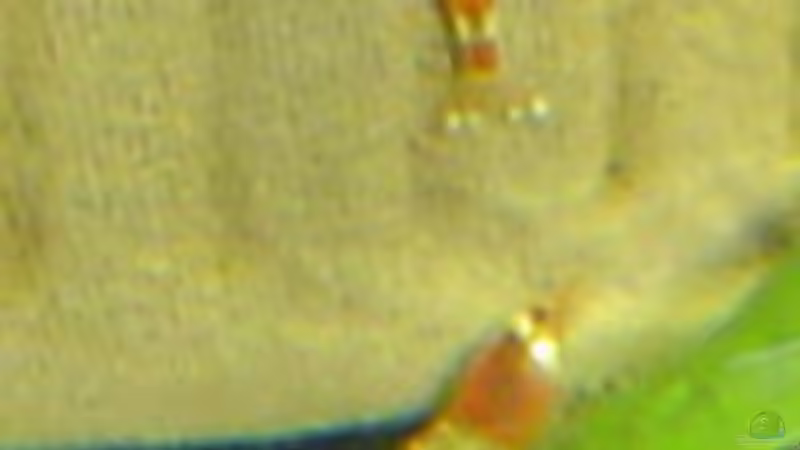 Besatz im Aquarium Becken 4558 von Franziska Pfeiffer (5)