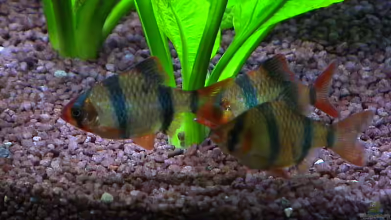 Besatz im Aquarium Becken 4573 von Alexander Müller (13)