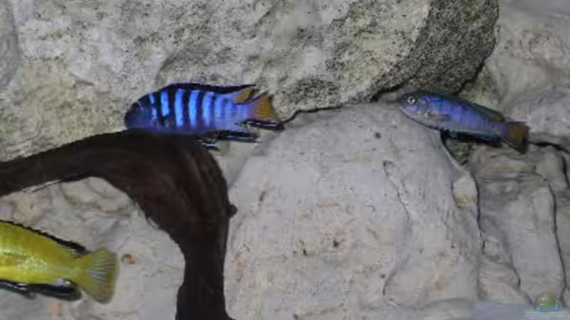 Besatz im Aquarium Becken 460 von Sascha Bill (10)