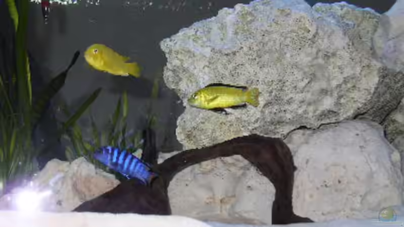 Besatz im Aquarium Becken 460 von Sascha Bill (14)