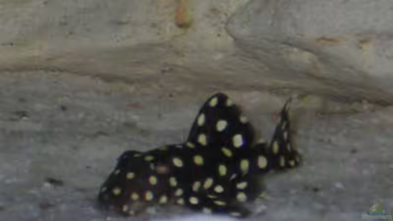 Besatz im Aquarium Becken 460 von Sascha Bill (15)