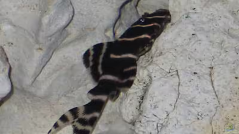 Besatz im Aquarium Becken 460 von Sascha Bill (16)