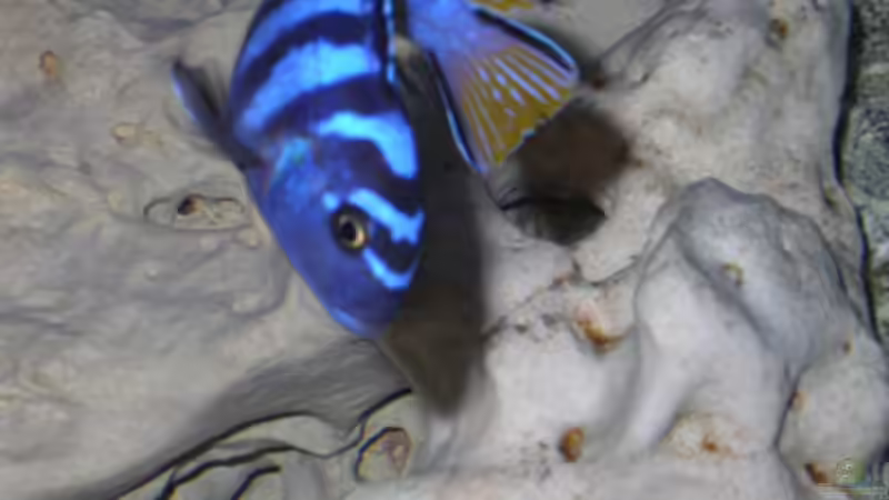 Besatz im Aquarium Becken 460 von Sascha Bill (17)