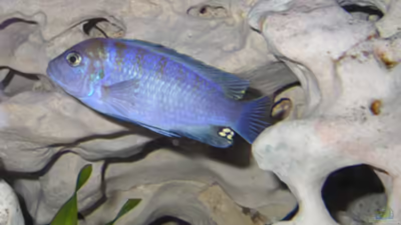 Besatz im Aquarium Becken 460 von Sascha Bill (18)