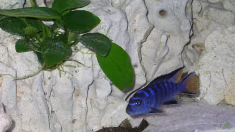 Besatz im Aquarium Becken 460 von Sascha Bill (9)