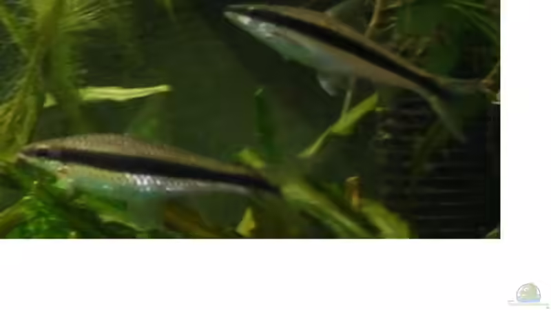 Besatz im Aquarium Becken 4601 von Andreas Kampmann (5)