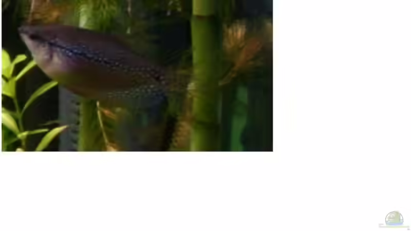 Besatz im Aquarium Becken 4601 von Andreas Kampmann (6)