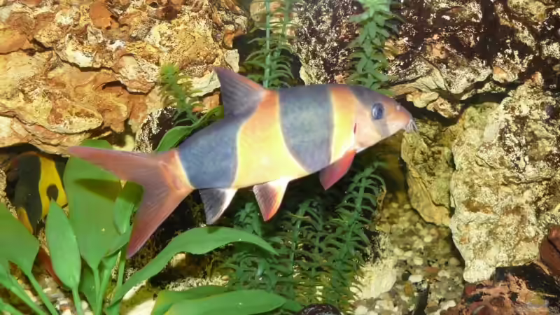 Besatz im Aquarium Becken 4603 von Axel Schilling (13)