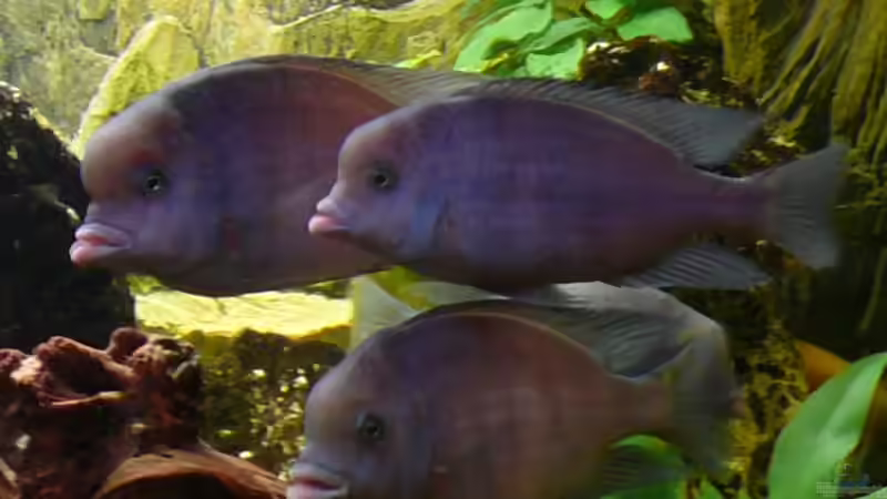 Besatz im Aquarium Becken 4603 von Axel Schilling (7)