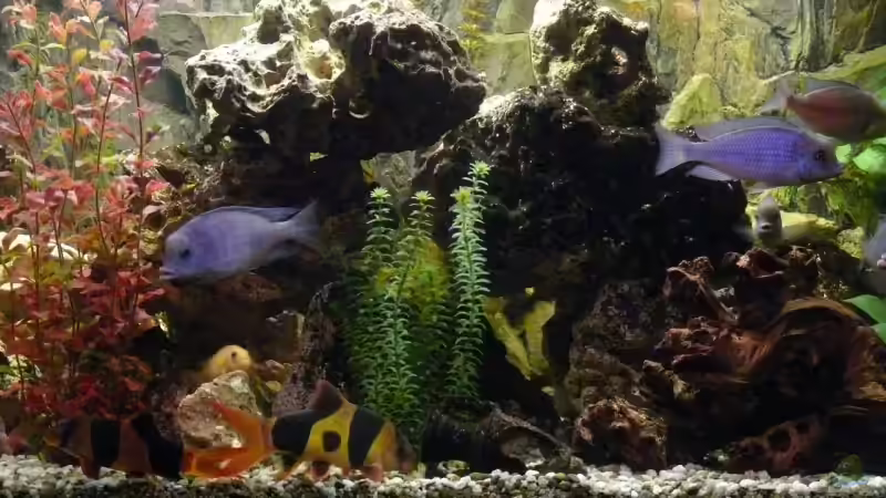 Besatz im Aquarium Becken 4603 von Axel Schilling (8)