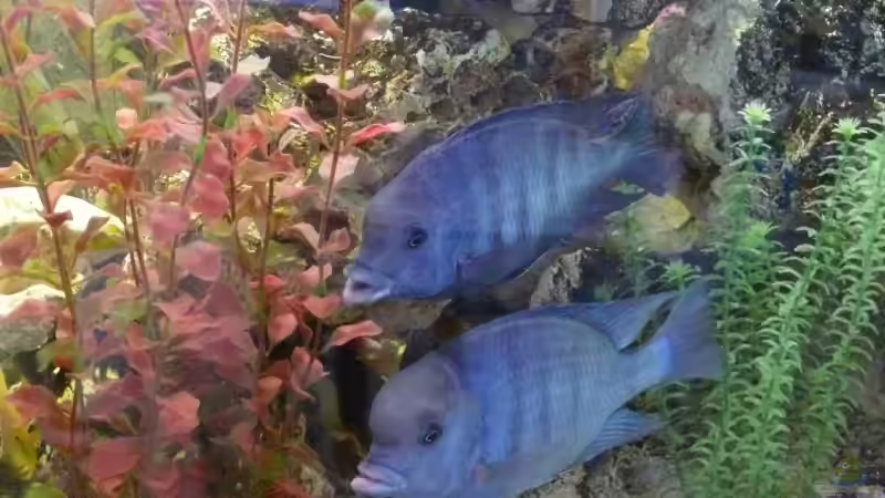 Besatz im Aquarium Becken 4603 von Axel Schilling (9)