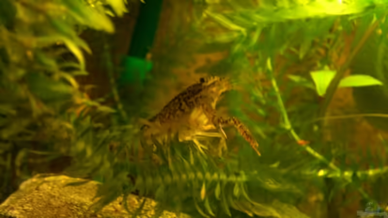 Besatz im Aquarium Becken 4609 von Robert Rago (12)