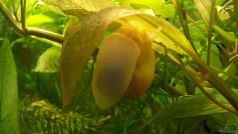 Besatz im Aquarium Becken 4609 von Robert Rago (13)