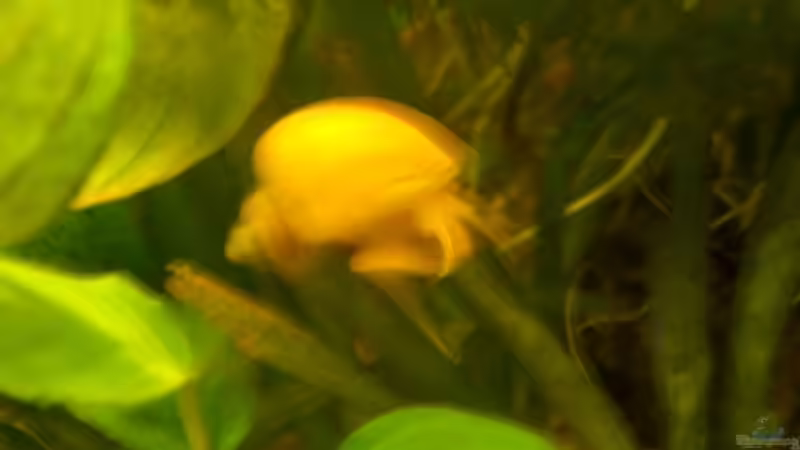 Besatz im Aquarium Becken 4609 von Robert Rago (15)