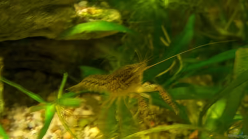 Besatz im Aquarium Becken 4609 von Robert Rago (16)