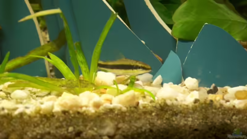 Besatz im Aquarium Becken 4609 von Robert Rago (8)