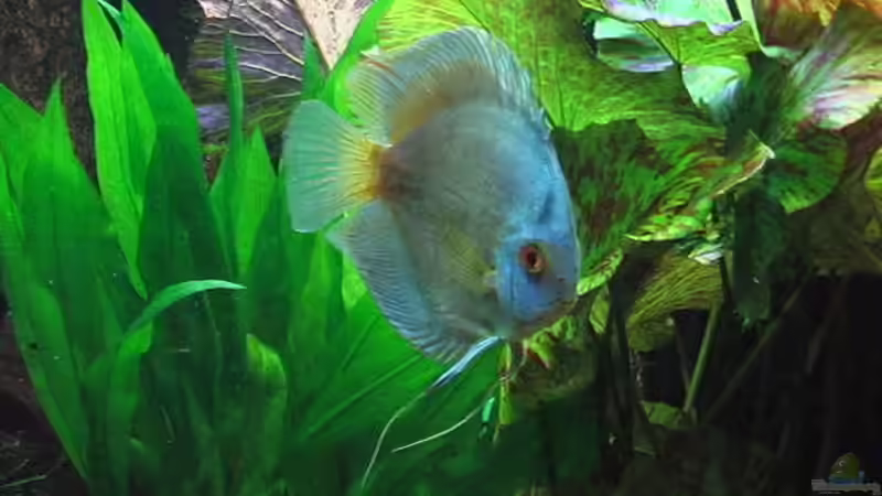 Besatz im Aquarium Becken 4614 von Andrej Malikov (11)