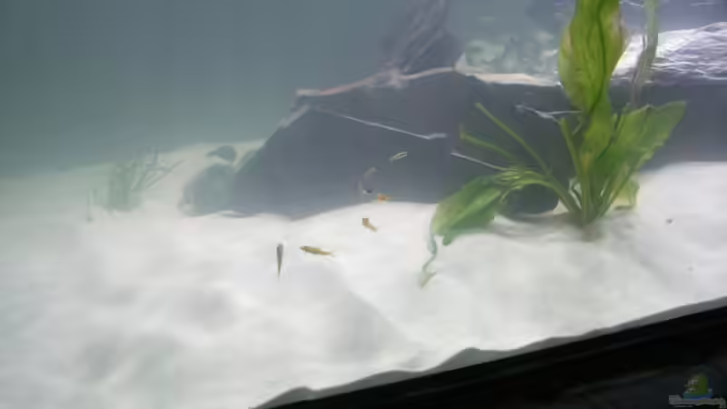 Besatz im Aquarium Becken 4618 von Heiko Witt (6)