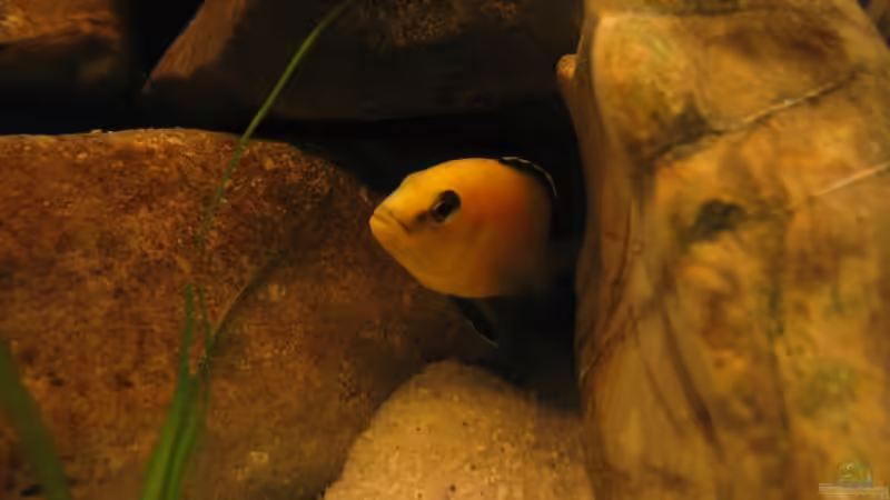 Besatz im Aquarium Becken 4622 von Manuel Huemer (6)