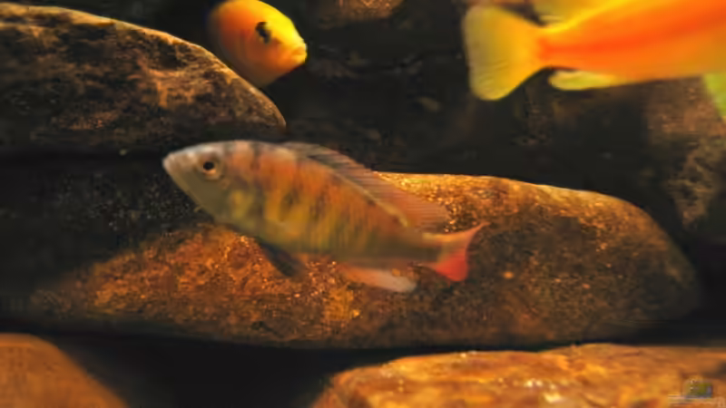 Besatz im Aquarium Becken 4622 von Manuel Huemer (7)