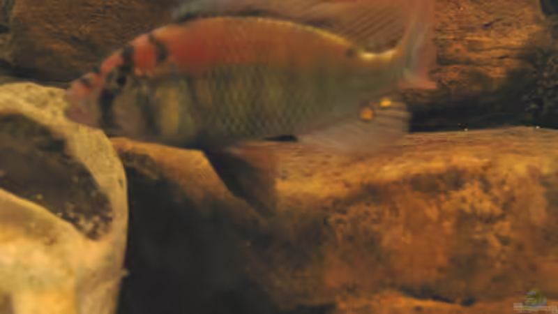 Besatz im Aquarium Becken 4622 von Manuel Huemer (8)