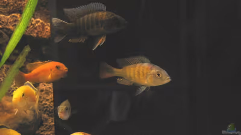 Besatz im Aquarium Becken 4622 von Manuel Huemer (9)