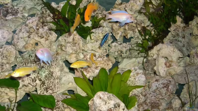 Besatz im Aquarium Becken 4628 von Michael Schmidt (6)