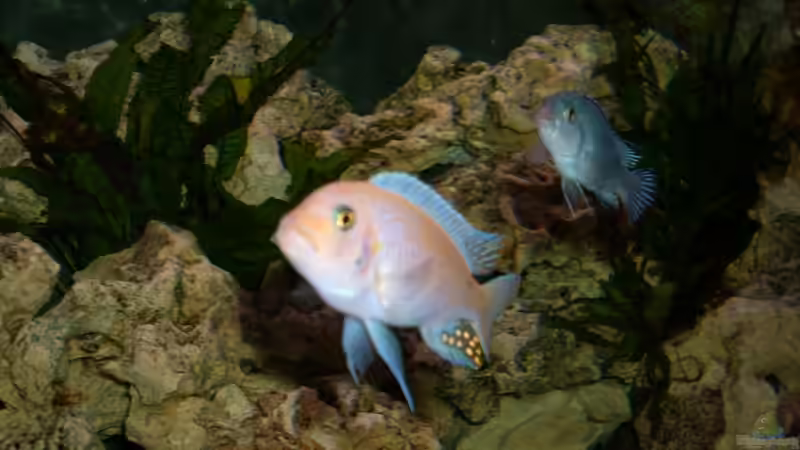 Besatz im Aquarium Becken 4628 von Michael Schmidt (7)