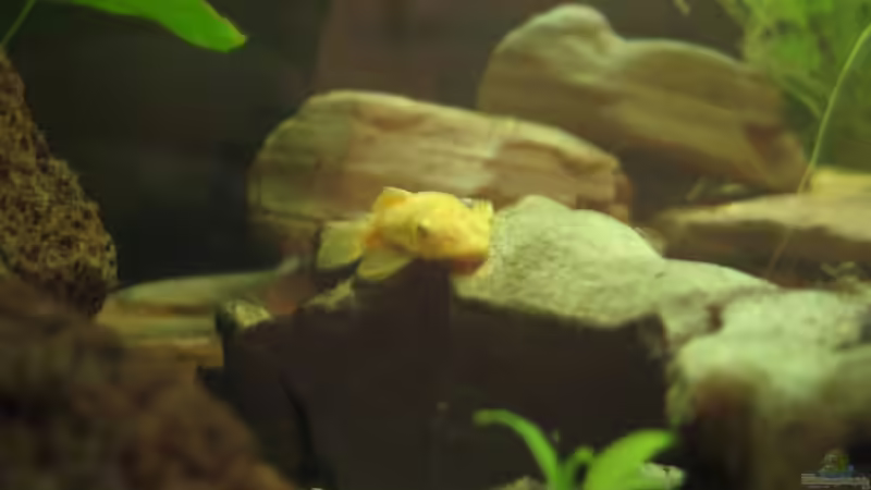 Besatz im Aquarium Becken 4631 von Eleni Korostelis (4)