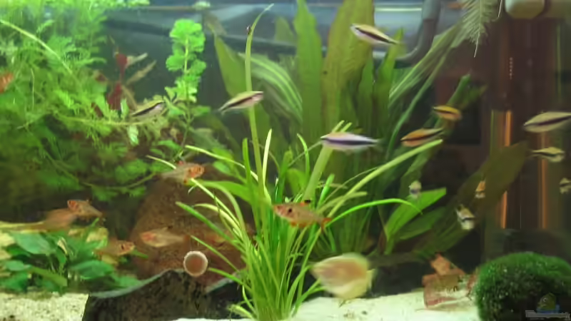 Besatz im Aquarium Becken 4631 von Eleni Korostelis (5)