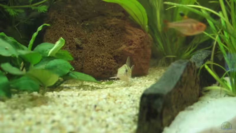 Besatz im Aquarium Becken 4631 von Eleni Korostelis (6)