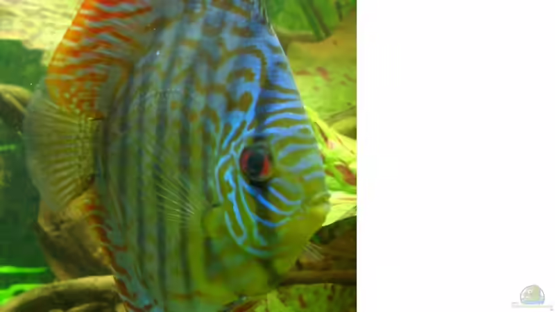 Besatz im Aquarium Becken 4641 von Stefan Andres (11)