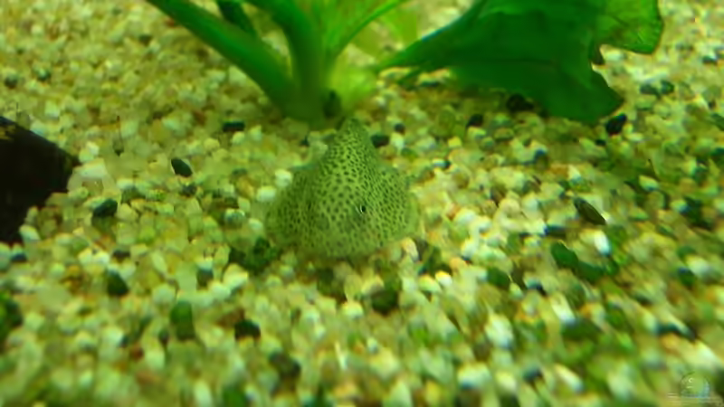 Besatz im Aquarium Becken 4641 von Stefan Andres (13)