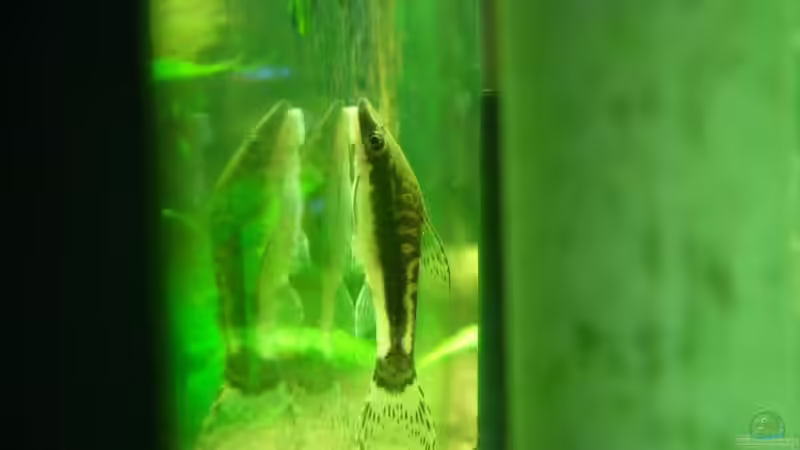 Besatz im Aquarium Becken 4641 von Stefan Andres (14)