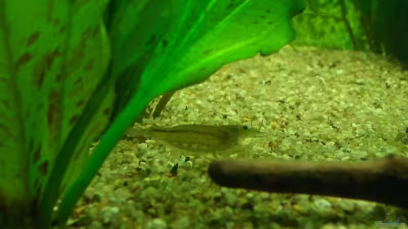 Besatz im Aquarium Becken 4641 von Stefan Andres (16)