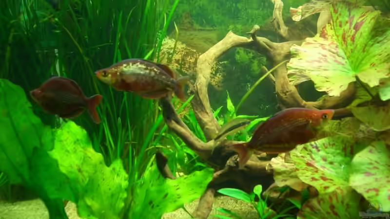 Besatz im Aquarium Becken 4641 von Stefan Andres (17)