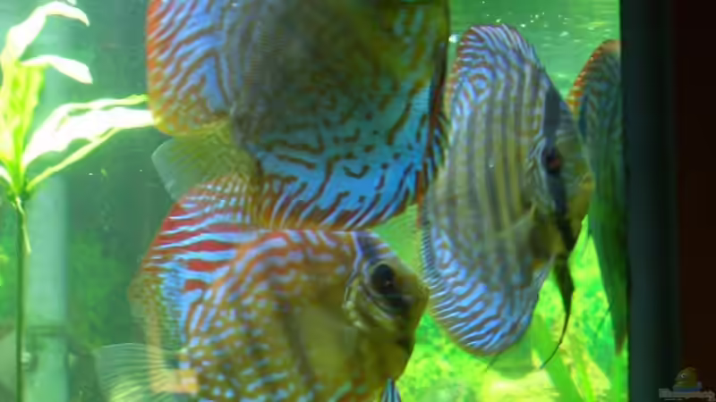 Besatz im Aquarium Becken 4641 von Stefan Andres (18)