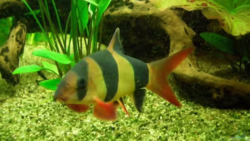 Besatz im Aquarium Becken 4641 von Stefan Andres (20)