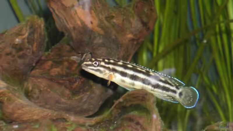 Besatz im Aquarium Becken 465 von Eva Weixler (5)