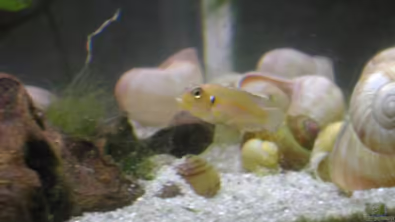 Besatz im Aquarium Becken 465 von Eva Weixler (6)