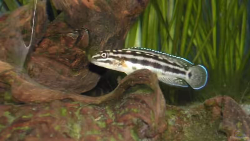 Besatz im Aquarium Becken 465 von Eva Weixler (7)