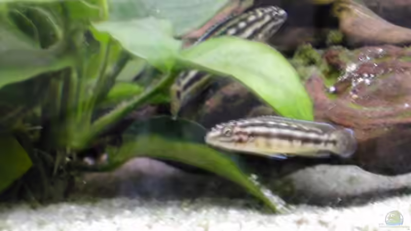 Besatz im Aquarium Becken 465 von Eva Weixler (8)