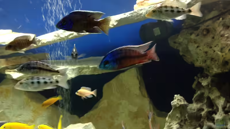 Besatz im Aquarium Becken 4654 von Marko Geißler (11)