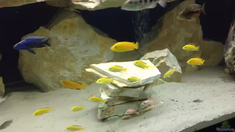 Besatz im Aquarium Becken 4654 von Marko Geißler (12)