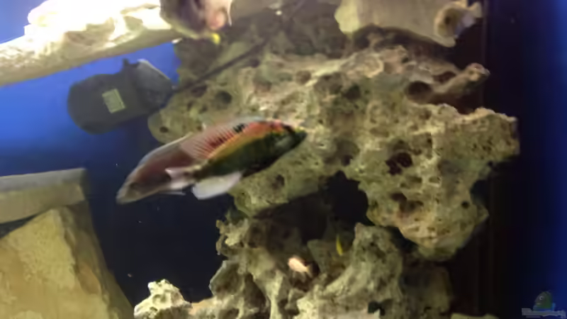 Besatz im Aquarium Becken 4654 von Marko Geißler (13)