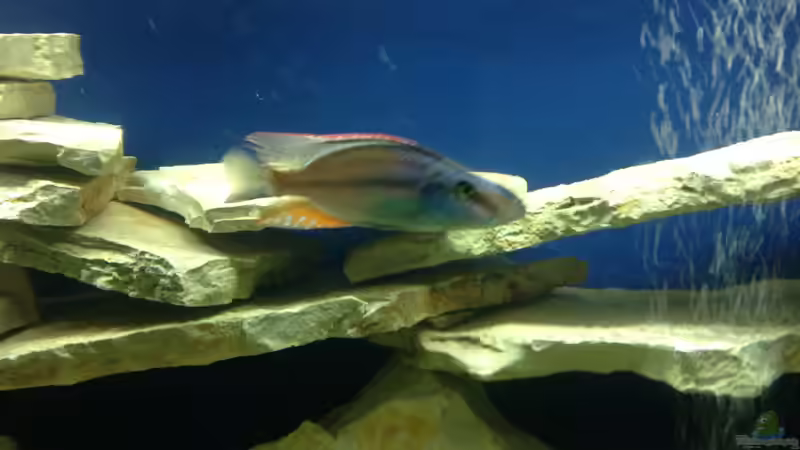 Besatz im Aquarium Becken 4654 von Marko Geißler (15)