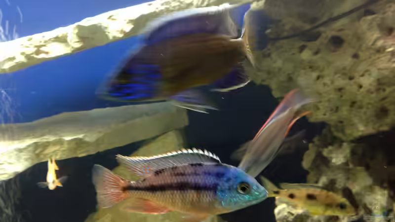 Besatz im Aquarium Becken 4654 von Marko Geißler (17)