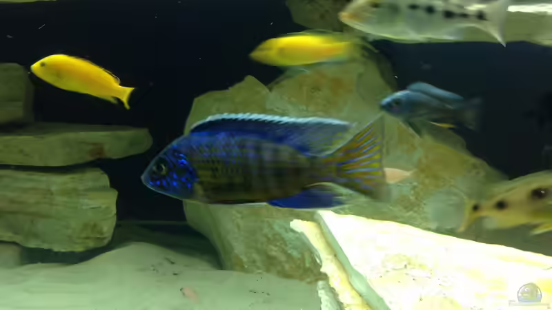 Besatz im Aquarium Becken 4654 von Marko Geißler (18)