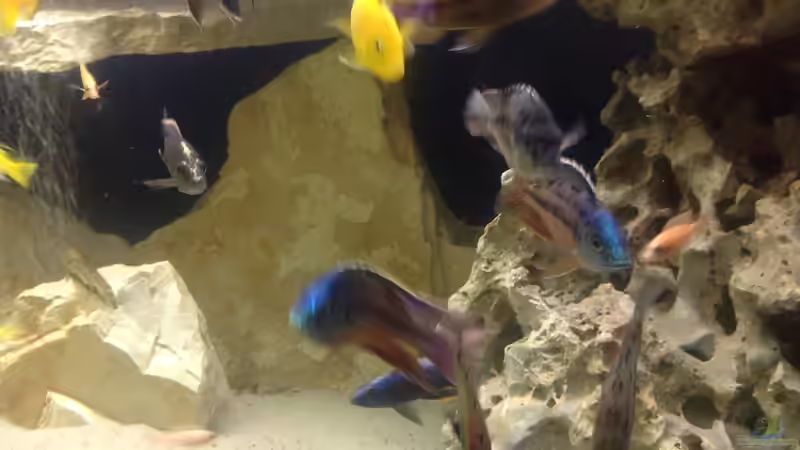 Besatz im Aquarium Becken 4654 von Marko Geißler (19)